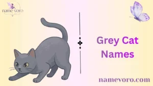 Grey Cat Names