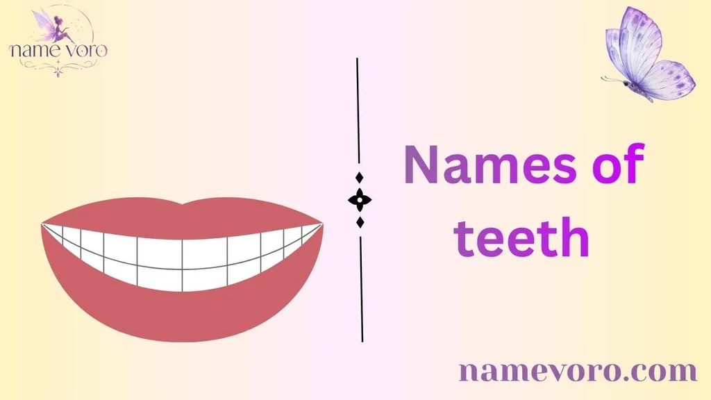 Names of teeth
