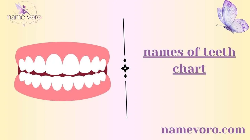 names of teeth chart